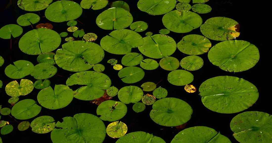 lily pads